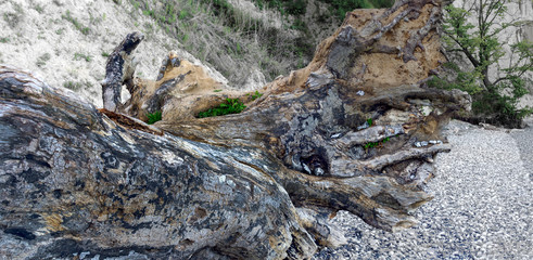 Rotten tree with roots
