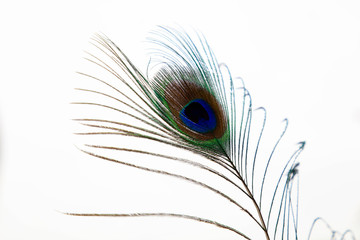 Obraz premium Peacock feathers Close-up