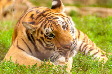 Portrait of an amur tiger in a zoo