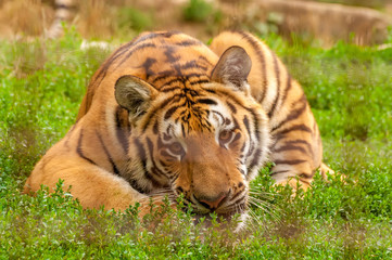 Naklejka na ściany i meble Portrait of an amur tiger in a zoo