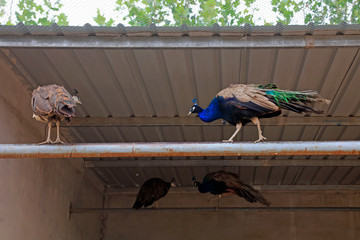 Peacocks are in the farm