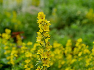 yellow flowers loosestrife has healing properties