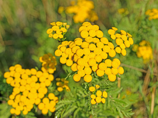 Blühender Rainfarn, Tanacetum vulgare