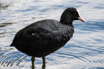 Coot paddling in a lake