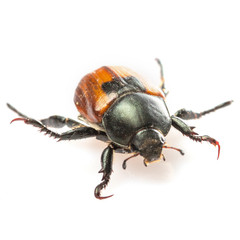 Anisoplia austriaca Bread beetle kuzka on a white background