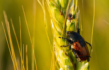Anisoplia austriaca on a spike of green wheat Pest