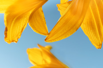 Fototapeta premium Macro photo of beautiful yellow lily hemerocallis blossoms in warm evening sunset light of summer garden against blue sky.