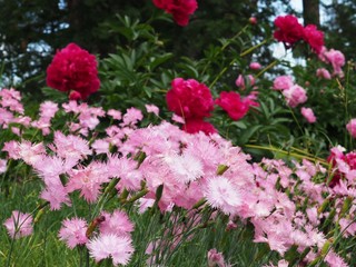 Obraz premium flowers in the garden