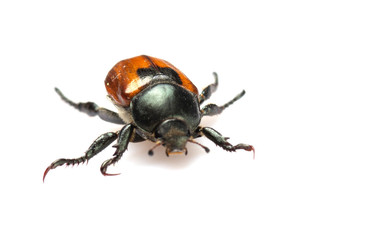 Anisoplia austriaca Bread beetle kuzka on a white background