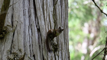 squirrel on tree
