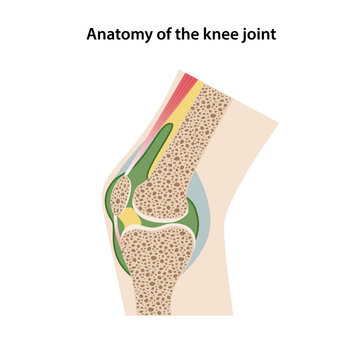 Anatomy of the knee joint. Sagittal view of a healthy knee joint is isolated on a white background. Vector illustration