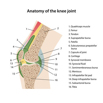 Anatomy of the knee joint with main parts labeled. Sagittal view of a healthy knee joint is isolated on a white background. Vector illustration