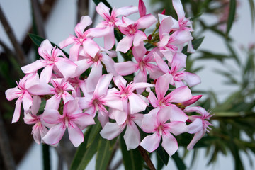 Pink oleander in full bloom