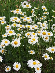 Fototapeta premium field of daisies