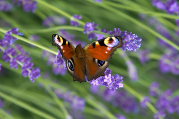 Lavender in my garden with European peacock butterfly in Hungary.