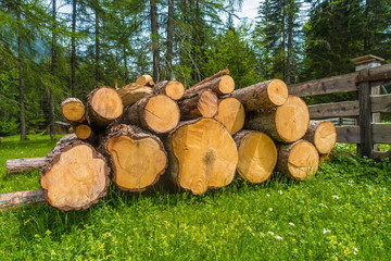 Baumstämme gelagert