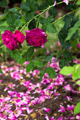 Rose mit Rosenblättern