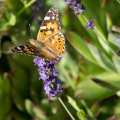 Lavender in garden with butterfly in Hungary.