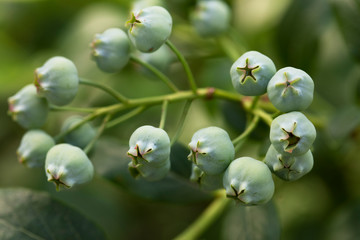 Developing Blueberries