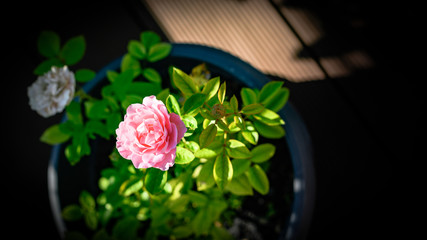 Rosa Rose blüht im Topf auf einer Terrasse