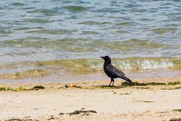 Carrion crow on the beach