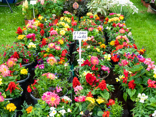 Hanging baskets for sale at a country fair