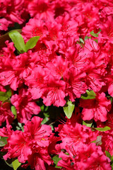 nature, landscapes, architecture, floral, animals, insects, flowers, birds, buildings, lighthouse, automotive