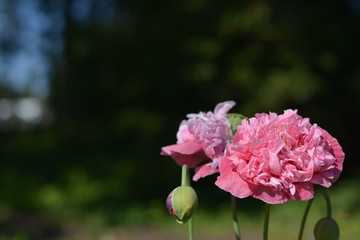 pink poppy in a garden with green leaves