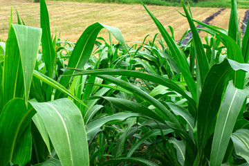Young leaves of corn. Agriculture. Fields.