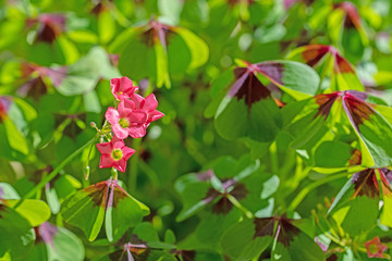 Blühender Glücksklee,  Oxalis tetraphylla