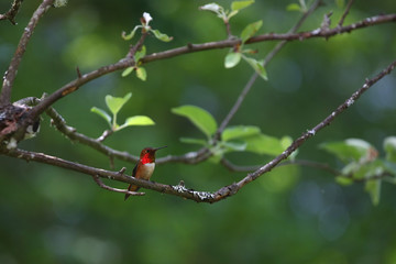 nature, landscapes, architecture, floral, animals, insects, flowers, birds, buildings, lighthouse, automotive