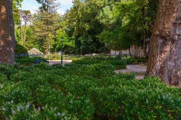 Fototapeta na wymiar garden with green trees and plants.
