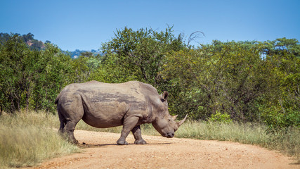 Fototapeta premium Southern white rhinoceros in Kruger National park, South Africa