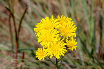 nature, landscapes, architecture, floral, animals, insects, flowers, birds, buildings, lighthouse, automotive