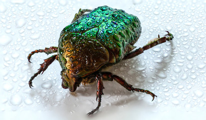 Rose chafer Cetonia aurata on white background