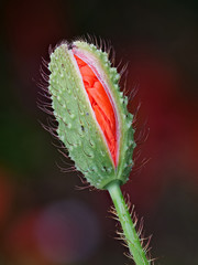 Knospe der Blüte vom Mohn, Papaver rhoeas, vor unscharfem Hintergrund