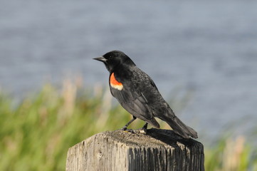 nature, landscapes, architecture, floral, animals, insects, flowers, birds, buildings, lighthouse, automotive