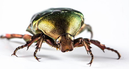 Rose chafer Cetonia aurata on white background