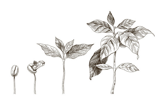 Hand drawn coffee seedlings. 4 stages of growing plant