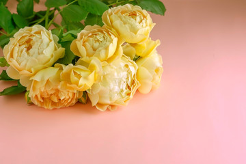 A bouquet of yellow peony roses on a gently pink pastel background with copy space. Minimal flower concept.