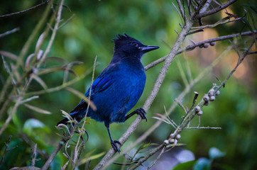 Steller's Jay blue bird on a branch
