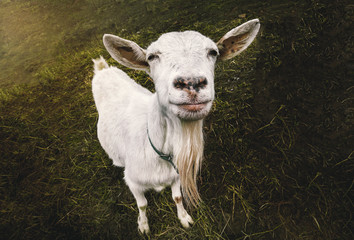 Portrait of a  goat looking to a camera over blue sky background