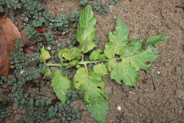 ivy on the wall