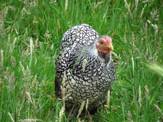 chicken is walking outside