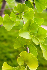Leaf Ginkgo biloba on a branch of a tree