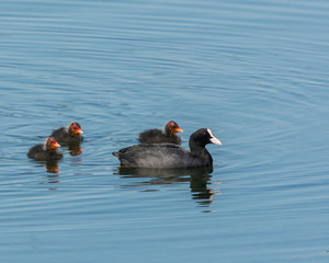 Fulica atra, Coot