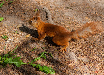 red squirrel sitting on the ground on a summer day