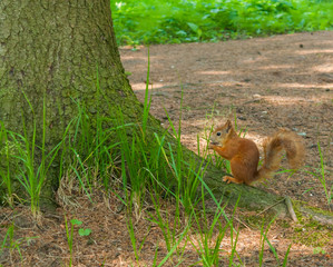 Naklejka na ściany i meble red squirrel sitting on the ground under a tree on a summer day