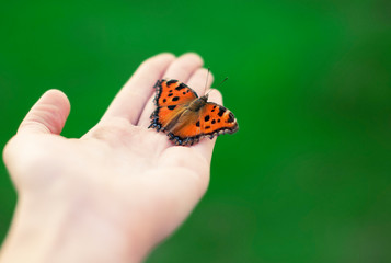 Bright orange butterfly 