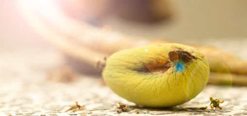 Mangoes are a which is very small, fall from the tree.